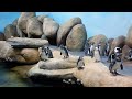 Live Penguin Cam (Colony View) | California Academy of Sciences