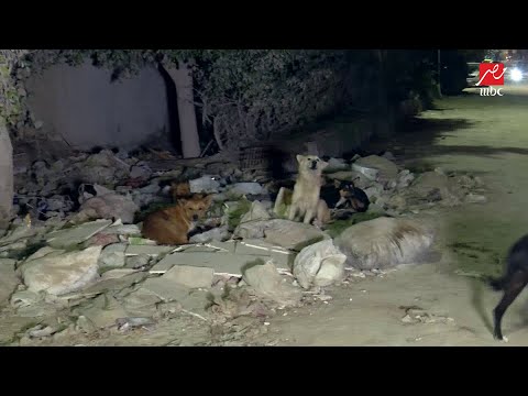 كلاب الشوارع هل تشكل إزعاجا وتهديدا للسكان والأطفال وما هي أفضل طريقة للتعامل