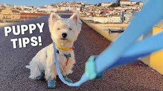 How I Taught My Puppy To Walk On Leash: Step-by-step Tutorial