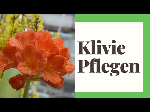 Video: So Pflegen Sie Ihre Clivia