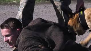 PMO gives K9’s introduction to scouting, controlled aggression training
