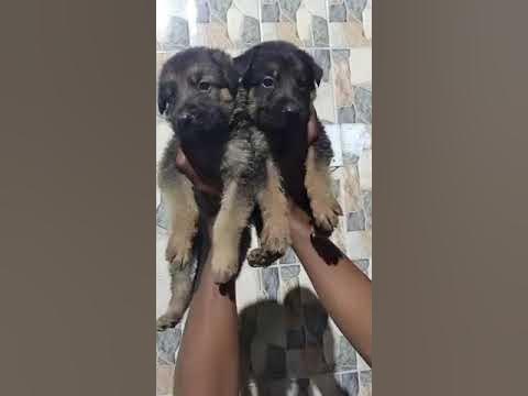German shepherd puppies available for sale at Kushagra dog kennel call ...