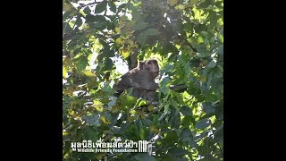 Longtailed macaque rescue and release