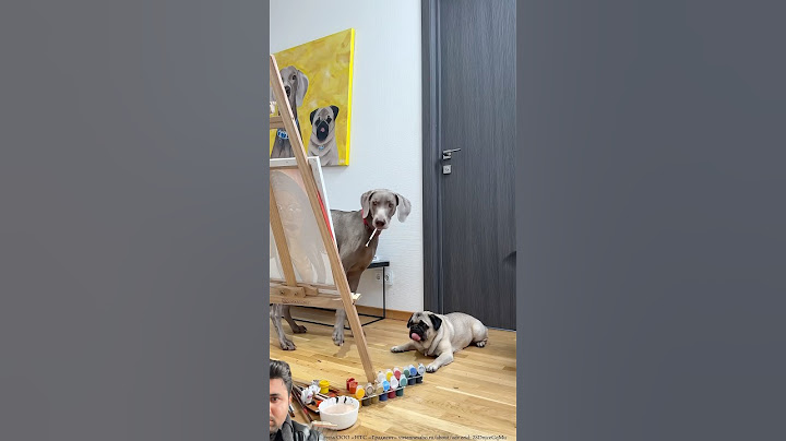 СОБАКИ НАУЧИЛИСЬ РИСОВАТЬ! #кассисобака #касситикток #касси #dog #dogs #shorts