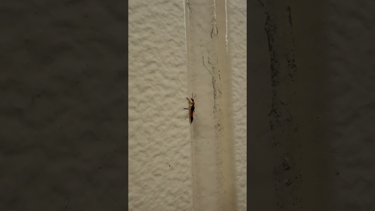 元気に壁を登る「やけど虫」こと「アオバアリガタハネカクシ」