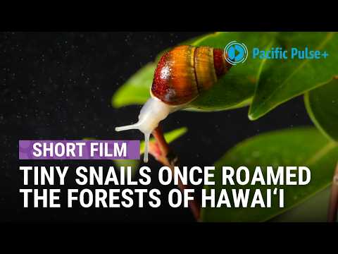 What stands to be lost if Hawai'i's snails go extinct | KĀHULI | Pacific Pulse+