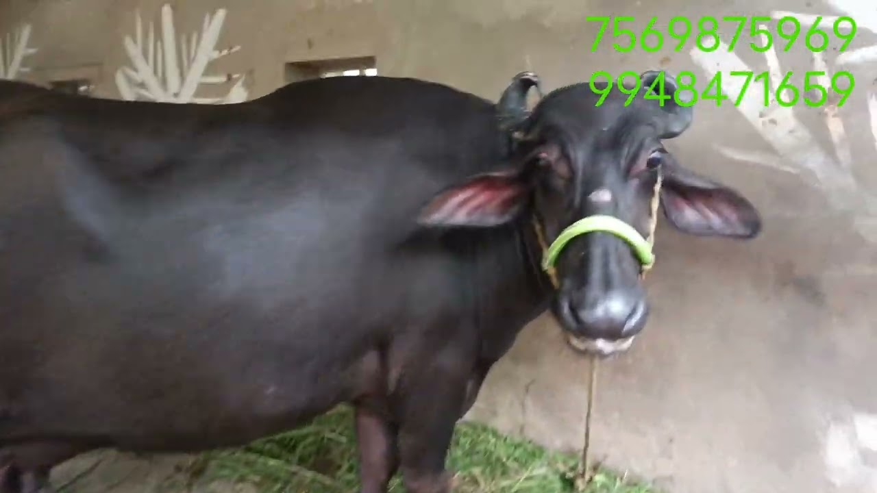 మావద్ద ముర్ర ,బన్నీ,దునియ,గేదలు ఒరిజినల్ అమ్మబడును రోజు కి 12,14,16పాలిచ్చే గేదలు ఉన్నాయ్