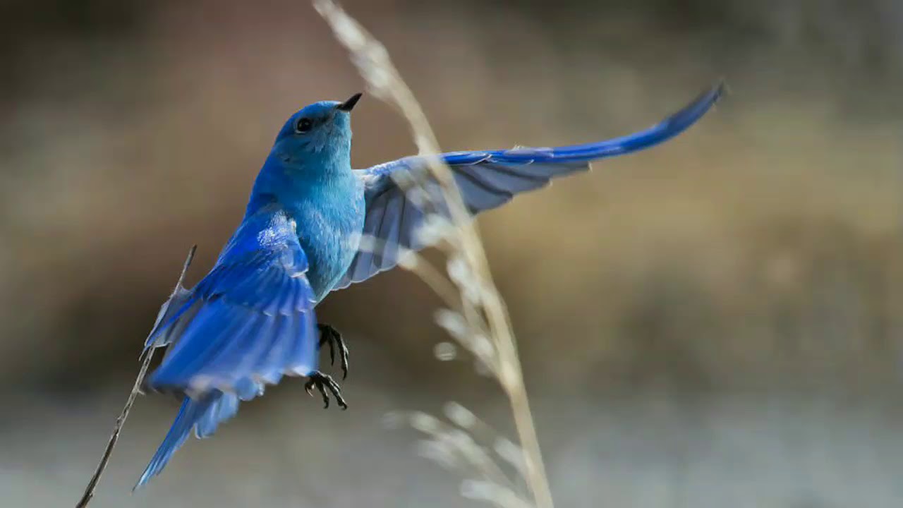 Две синие птицы. Лазоревая сиалия. Синяя птица орнитология. Голубая сиалия голубой Зяблик. Грандала Лазоревая.