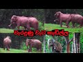 elephant trying to break the electric fence # sri lanka