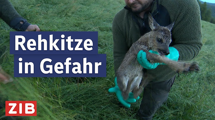 Mit Hilfe von Drohnen: Jäger:innen retten Kitze vor Mähmaschinen | Aktuell nach fünf vom 16.06.2025
