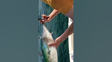 False ALBACORE Release #shorts #fishing #gopro