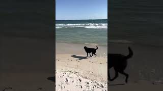 Dog (Buster) sees the beach for the 1st time