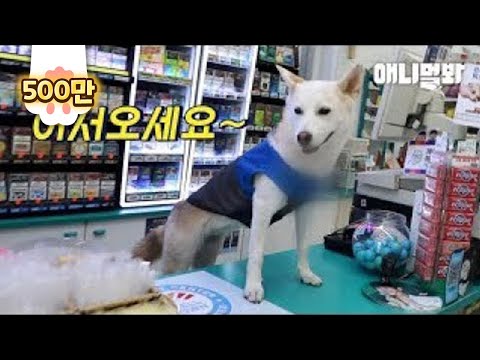 편의점에 도시락 사러 왔는데 알바생 얼굴이 강아지상이네요 (편의점 갯별이ㅋㅋ)ㅣDog Sir.. Can I Get Change, Please?