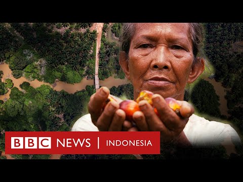 Investigasi plasma sawit: 'Kami sudah sering dibohongi' - BBC News Indonesia