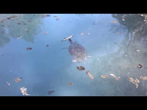 kükürtlü su sarıgerme kaplumbağa 2