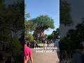 #animalkingdom #disneyflorida #animalkingdomlodge #disneydestiny #toystory5 #moana2 #annehathway