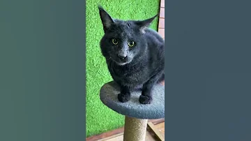 Камышовый кот-меланист Вульф ведёт себя дико 😼