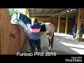 Furioso PRE Horse for sale in Spain