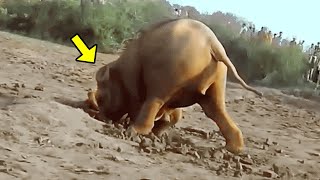 Elephant Digs A Hole For 11 Hours, What She Pulls Out Is Shocking! by UNITY 12,511 views 5 hours ago 12 minutes, 7 seconds