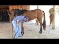 TV UC - Meu cavalo não deixa pegar nas patas