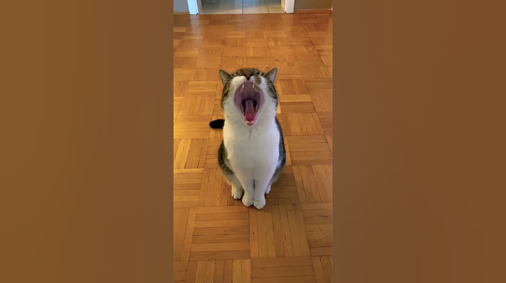 Es ist angerichtet miau miau 😺