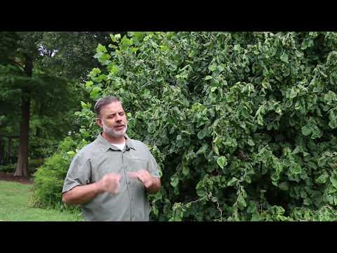 Video: Pokrčený lieskový strom: Tipy na starostlivosť o skrútený lieskový orech