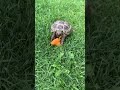 Черепаха їсть абрикос. Turtle eats apricot.