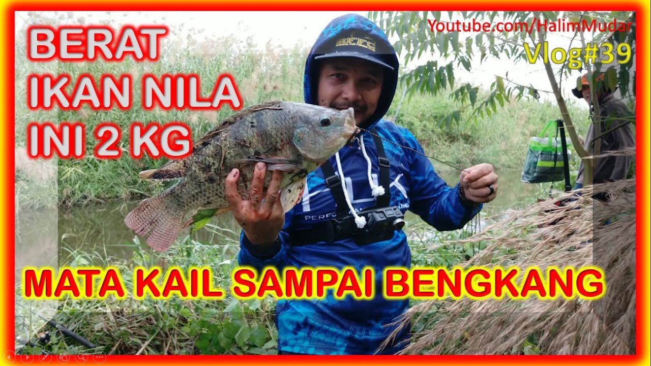 Strike Nila Babon 2 Kg, Mata Kail Sampai Bengkang Mancing Ikan Nila