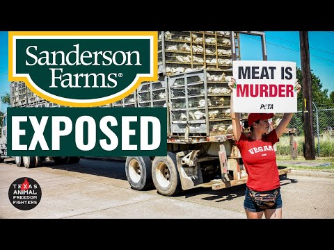 ACTIVISTS EXPOSE TEXAS SLAUGHTERHOUSE!!