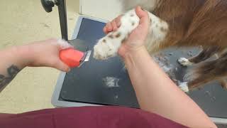 Border Collie Deshed and Outline Trim by Grooming with Lauren 15,094 views 3 years ago 35 minutes