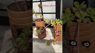 parslane plant collection 🌼🤍👀##greenlove #greenfriends #greenchoices #gardening