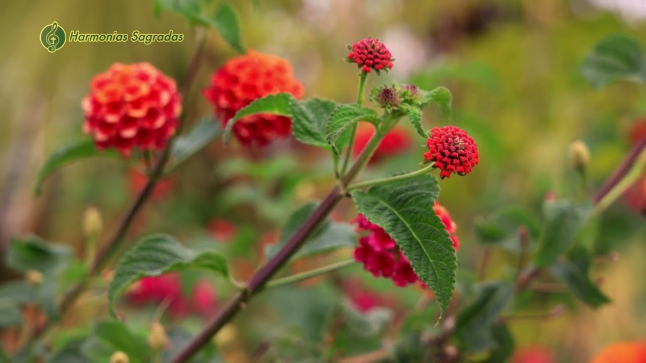 Hinos de Adoração ao Senhor : Somos um em Ti