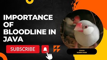 importance of bloodline in java #finches #javasparrow #fawnjava #whitejava
