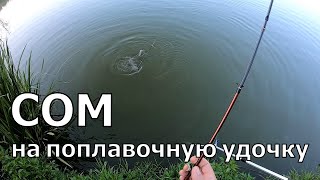 Сом на поплавочную удочку с поводком 0,16!!! by Shus Fishing 368 views 1 year ago 10 minutes, 8 seconds
