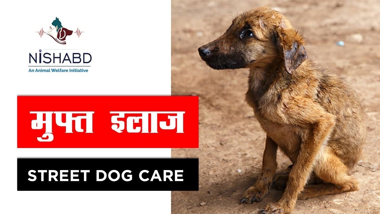 How To Care Dog Street Dog Care NGO Dog Care NGO How To Take Care How To Care Dog Street Dog Care NGO Dog Care NGO How To Take Care