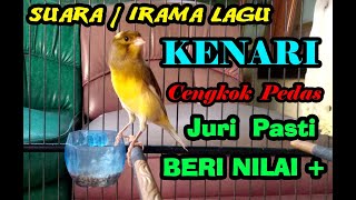 Suara / Irama Lagu Kenari Cengkok Pedas || Kesukaan Semua Juri