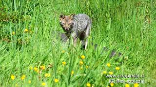 Zorro Chilla (Lycalopex gryseus) en Parcela El Robledal, Punucapa.