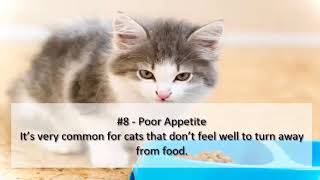 10 Symptoms Of Feline Immunodeficiency Virus FIV by Pet lovers 4 views 3 years ago 10 minutes, 37 seconds