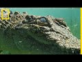 Le crocodile des mers, un super prédateur rempli de secrets
