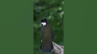 Eastern whipbird (Psophodes olivaceus) Burung Cambuk timur #bird #burungkicaudialamliar #alamliar