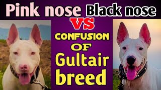 pink nose vs black nose...gultair breed confusion...explained by ustad noman khan...watch full video