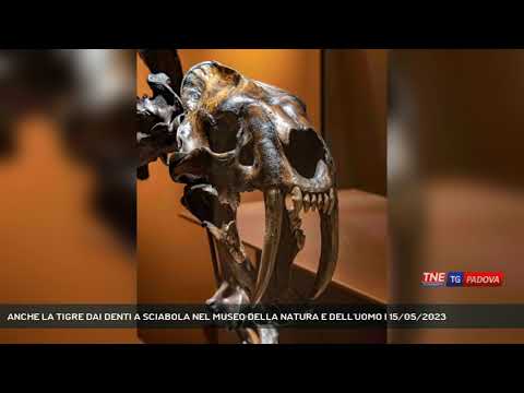 ANCHE LA TIGRE DAI DENTI A SCIABOLA NEL MUSEO DELLA NATURA E DELL'UOMO | 15/05/2023