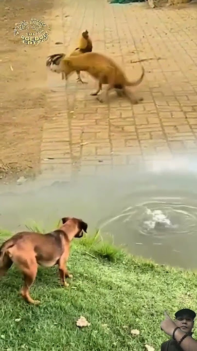 ANJING MENGGONGGONG TEMANYA DISAMBAR AYAM #shorts #animals #dog #chicken #rooster
