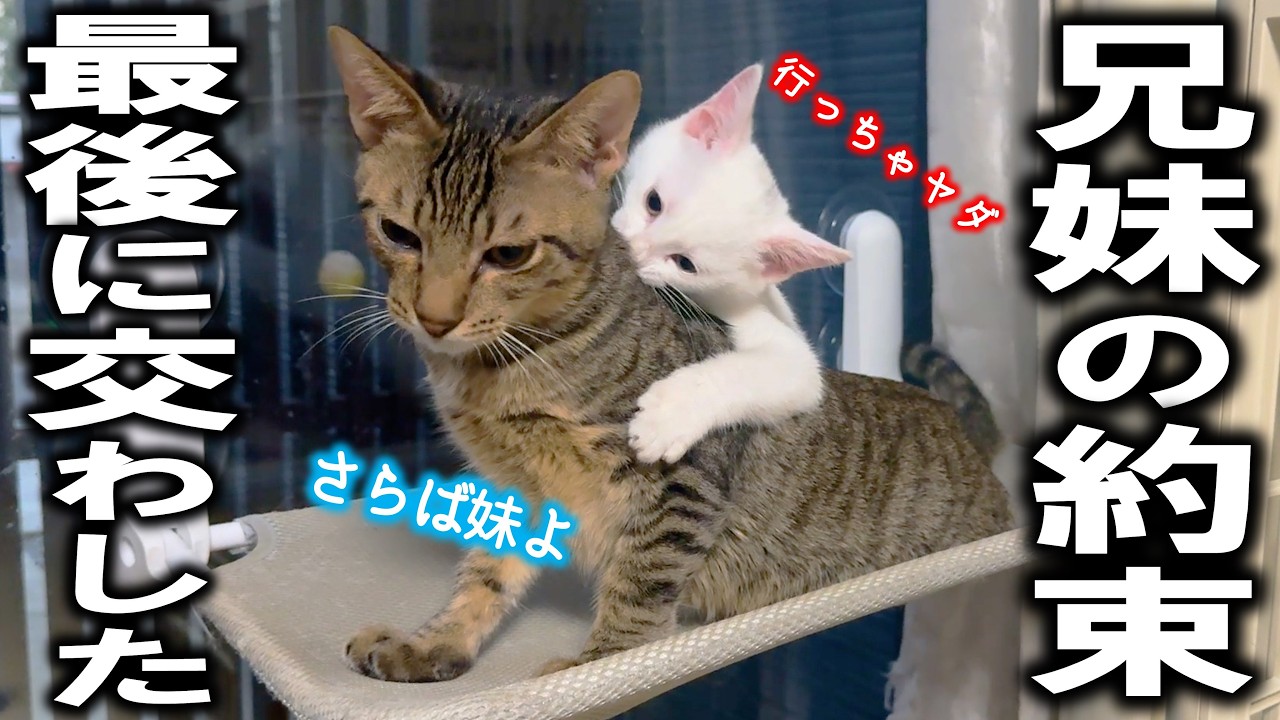 離ればなれになった兄妹猫が奇跡的に再会した…！（かまぼこ＆つっちー）