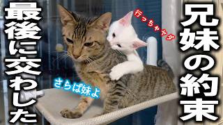 離ればなれになった兄妹猫が奇跡的に再会した…！（かまぼこ＆つっちー）