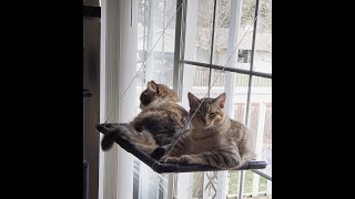 Dracarys cat window hammock