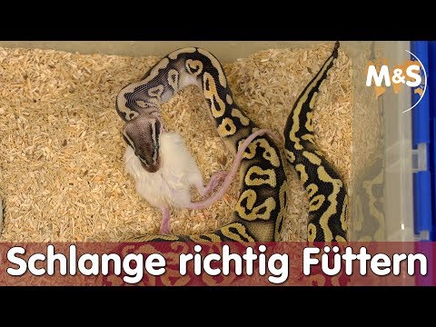 Schlange richtig Füttern | FSK16 | Lebend & Frost | Reptil TV