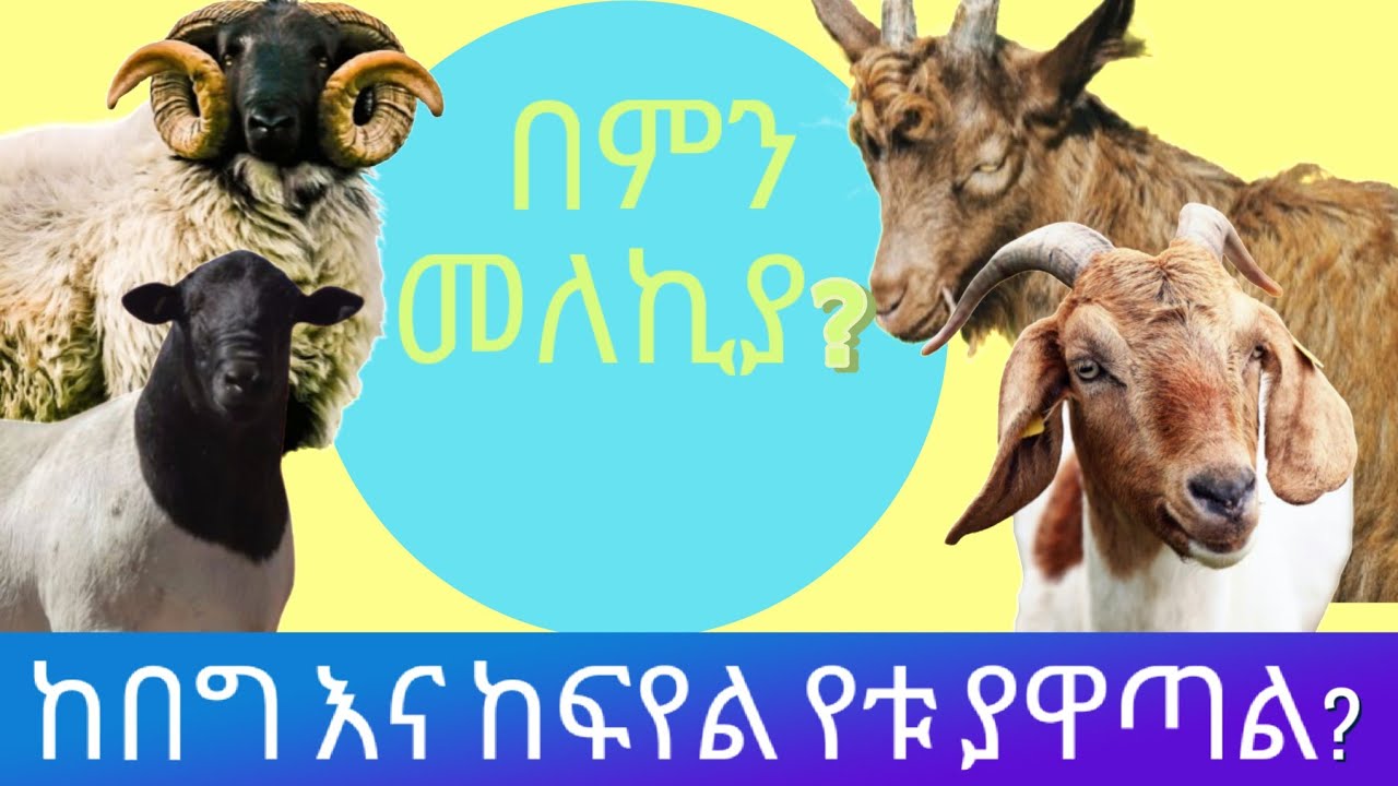 ምን ያዋጣል?| ከበግ እና ከፍየል ስራ የቱ ያዋጣል?