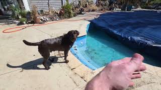 Pool Opening and Spring Winter Rollercoaster Weather Gardening