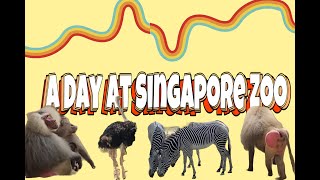 Vlog #1: A Day At Singapore Zoo (Retro Aesthetic Vlog)